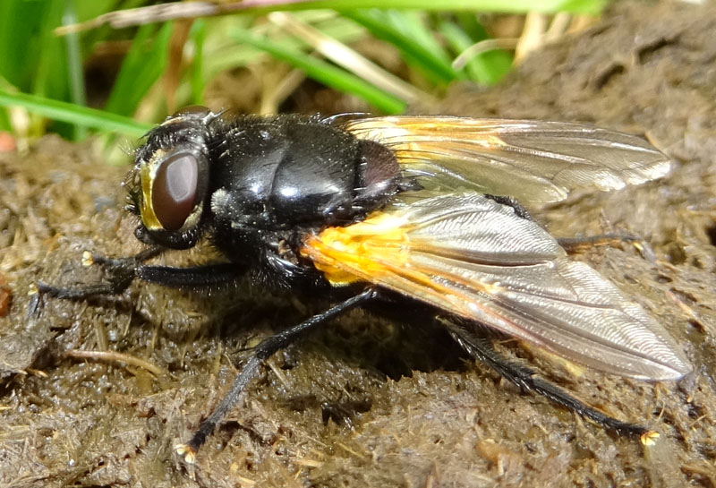 femmina di Mesembrina meridiana - Muscidae